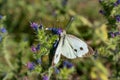 Cabbage white butterfly collecting pollen, pieris brassicae, lepidoptera Royalty Free Stock Photo