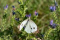 Cabbage white butterfly collecting pollen, pieris brassicae, lepidoptera Royalty Free Stock Photo