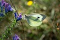 Cabbage white butterfly collecting pollen, pieris brassicae, lepidoptera Royalty Free Stock Photo
