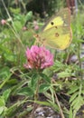 Cabbage white butterfly drinking nectar from a flower.