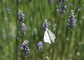 Cabbage White Butterfly drinking nectar from fresh lavender flowers Royalty Free Stock Photo