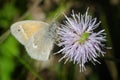 Small Butterfly and Beetle on Spiky Flower Royalty Free Stock Photo