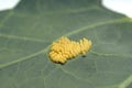 Cabbage white butterfly eggs on a leaf