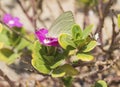 Cabbage white butterfly feeding on primrose flower Royalty Free Stock Photo