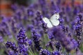 Cabbage white butterfly flies over lavender flowers Royalty Free Stock Photo