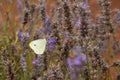 Cabbage white butterfly on a lavender flower Royalty Free Stock Photo
