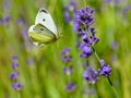 Cabbage white butterfly flying to lavender flower Royalty Free Stock Photo