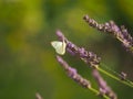 Cabbage white butterfly foraging on a lavender flower Royalty Free Stock Photo