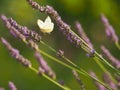 Cabbage white butterfly foraging on a lavender flower Royalty Free Stock Photo