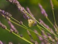 Cabbage white butterfly foraging on a lavender flower Royalty Free Stock Photo