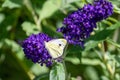 Cabbage white butterfly, green veined white butterfly, feeds on nectar of purple flowering butterfly bush - Buddleja davidii