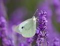 Cabbage white butterfly on lavender flower in Mayfield Lavender Farm London Royalty Free Stock Photo