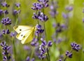 Cabbage white butterfly on lavender flower Royalty Free Stock Photo