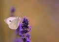 Cabbage white butterfly on lavender Royalty Free Stock Photo