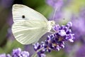 Cabbage White Butterfly on Lavender Plant