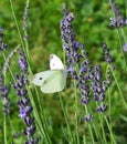Cabbage white butterfly on lavender bush