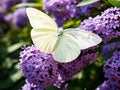 Ai Generated illustration Wildlife Concept of Cabbage White Butterfly