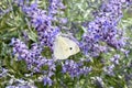 Cabbage White Butterfly on Pastel Flowers Royalty Free Stock Photo