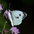 Cabbage White butterfly. Pieris brassicae