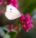 cabbage white butterfly pieris rapae on a centranthus ruber blossom Royalty Free Stock Photo