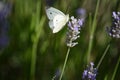 Cabbage White butterfly Pieris rapae feeding on lavender flowers Royalty Free Stock Photo