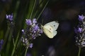 Cabbage White butterfly Pieris rapae feeding on lavender flowers Royalty Free Stock Photo