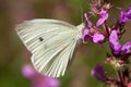 Cabbage white Butterfly Pieris rapae free in meadow close up macro stock photo