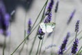 Cabbage white butterfly on a lavender flower Royalty Free Stock Photo