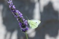 Cabbage white butterfly on a lavender flower Royalty Free Stock Photo