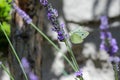 Cabbage white butterfly on a lavender flower Royalty Free Stock Photo