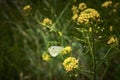 A cabbage white butterfly pieris rapae sitting on a flower in nature Royalty Free Stock Photo