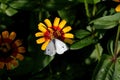 Cabbage white butterfly or Pieris rapae on yellow and red Zinnia flower. Royalty Free Stock Photo