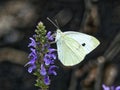 Cabbage White Butterfly