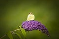 Cabbage white butterfly on the purple plant