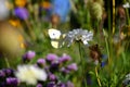 Cabbage white butterfly sitting on flower blossom Royalty Free Stock Photo