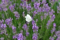 cabbage white butterfly in the middle of lavendel flowers Royalty Free Stock Photo