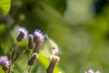 Cabbage white  Butterfly sitting on the purple flower of a thistle Royalty Free Stock Photo