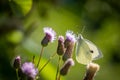 Cabbage white  Butterfly sitting on the purple flower of a thistle Royalty Free Stock Photo