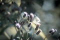 Cabbage white  Butterfly sitting on the purple flower of a thistle Royalty Free Stock Photo