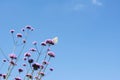 Cabbage white butterfly on top of tall verbena flowers Royalty Free Stock Photo