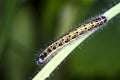 Cabbage white caterpillar