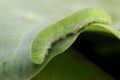 Cabbage White Caterpillar Royalty Free Stock Photo