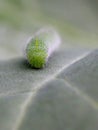 Cabbage White Caterpillar Front