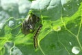 Cabbage White Caterpillars Underleaf Royalty Free Stock Photo