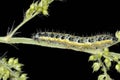 Cabbage white, pieris brassicae