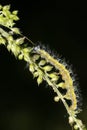 Cabbage white, pieris brassicae