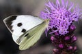 Cabbage white, pieris brassicae