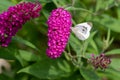 Cabbage white butterfly - Pieris Brassicae - sitting on pink flowering butterfly bush - Buddleja davidii