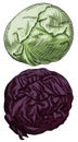 Useful vegetables. Cabbage white and red on a white background. Detailed drawing by hand