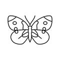 cabbage white summer line icon vector illustration